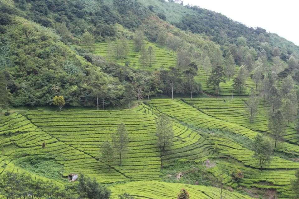 Wisata Kebun Teh Gunung Mas puncak Bogor