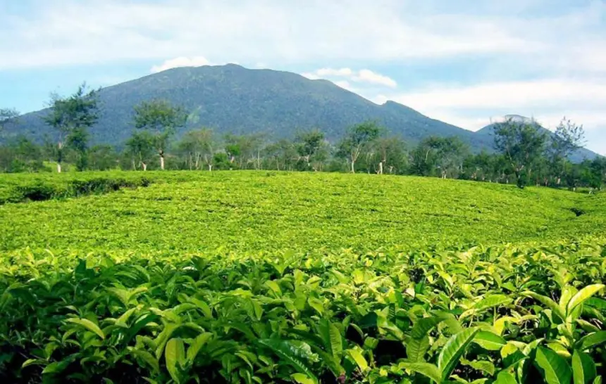 Kebun teh puncak bogor, Wisata Kebun Teh Gunung Mas puncak Bogor